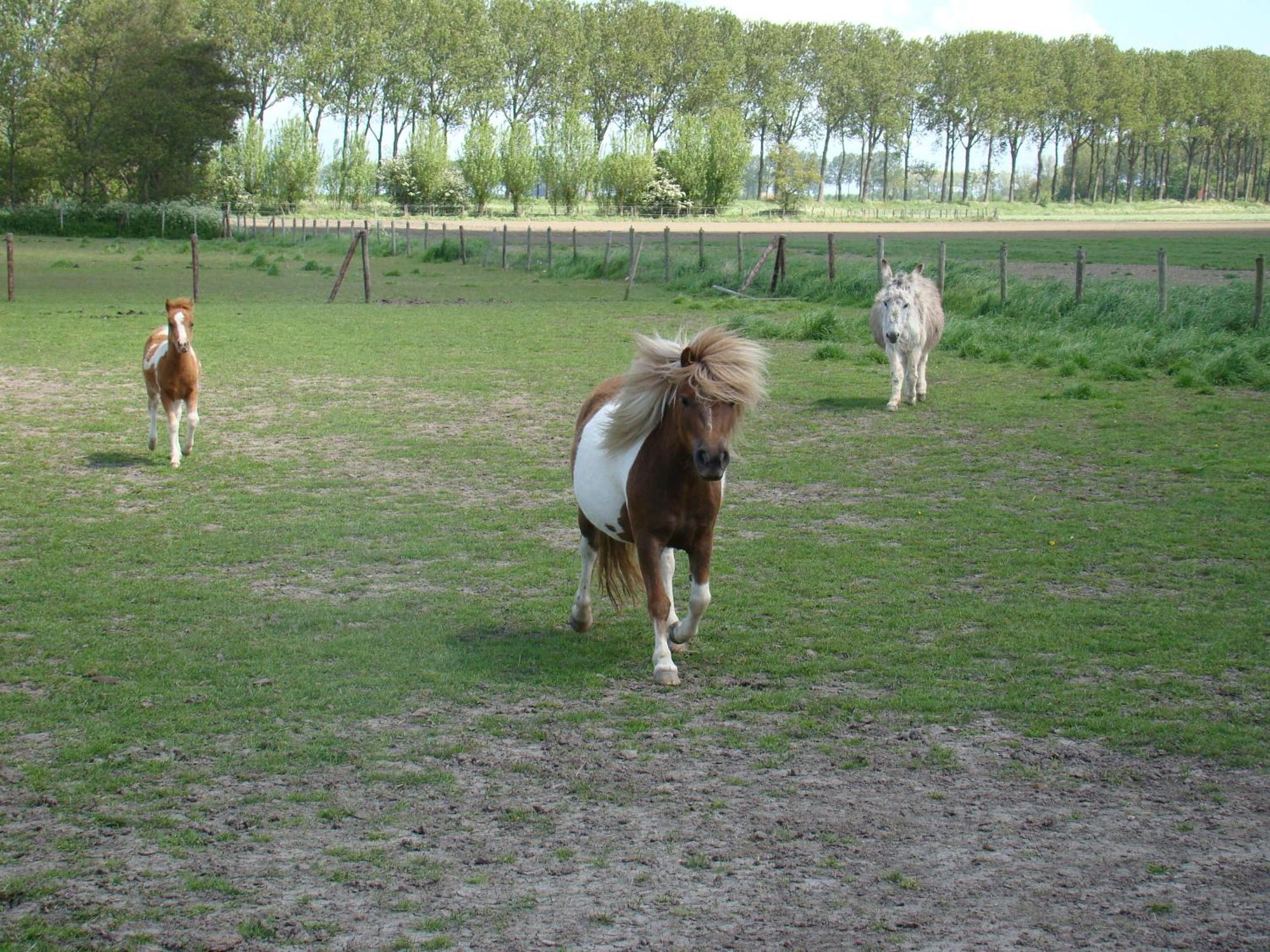 Crea-trends Vacations Sluis